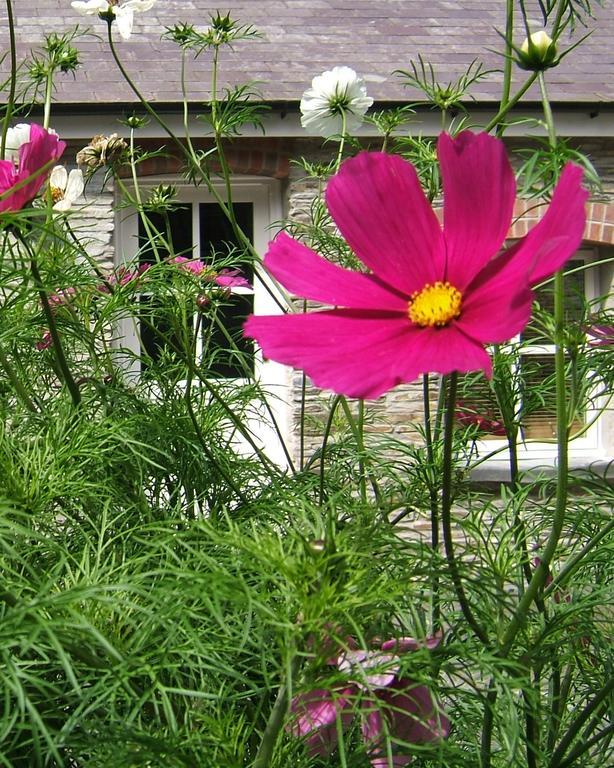 Rhosygilwen Courtyard Bed & Breakfast Cilgerran Luaran gambar